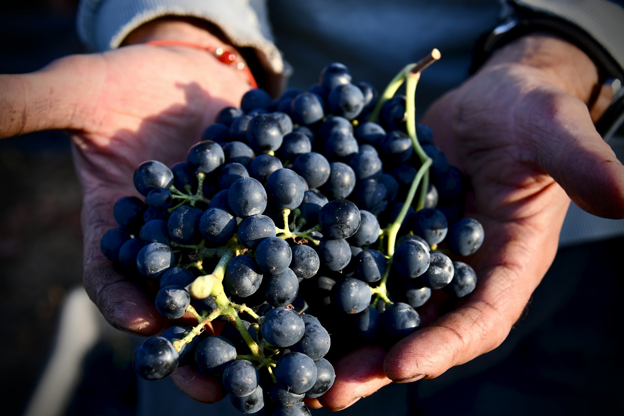 Handen met vers geplukte blauwe druiven